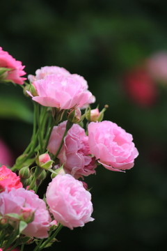 粉紅色的花朵