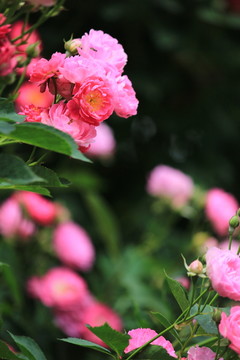玫瑰花