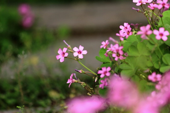 三葉草