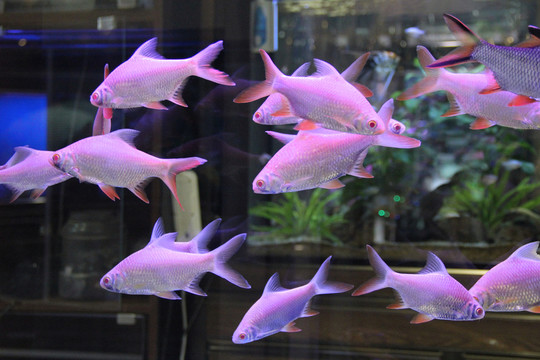 海洋生態(tài)水族館
