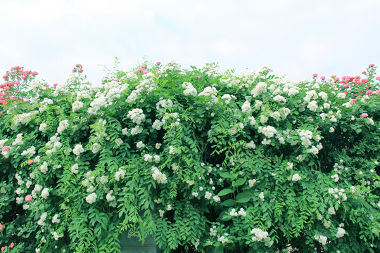 花海 薔薇花