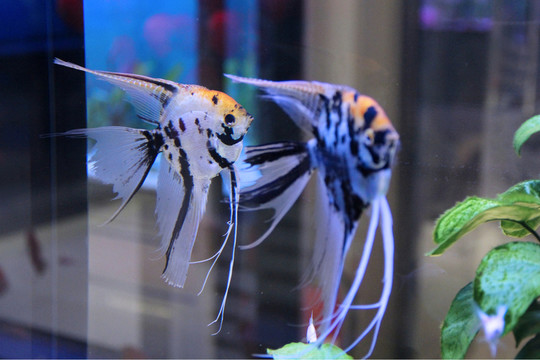 名貴觀賞魚(yú) 熱帶魚(yú)