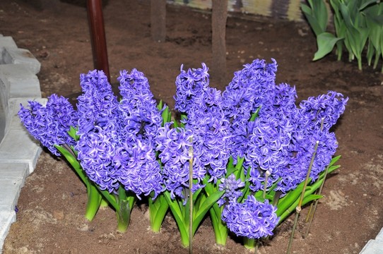 丁香花