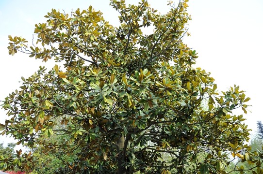 綠樹 植物