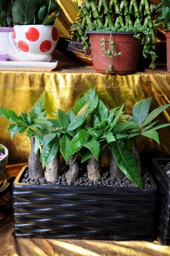 發(fā)財(cái)樹 盆景盆栽