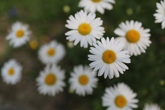 非洲菊