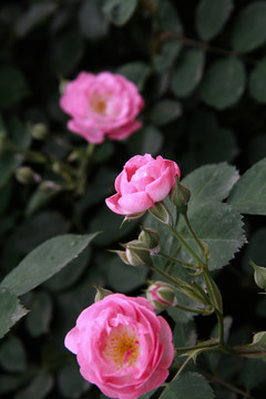 薔薇花開(kāi)