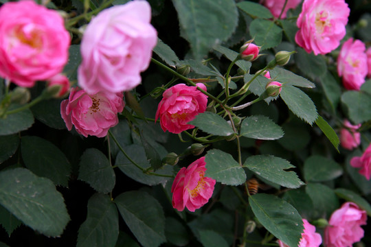 薔薇花開