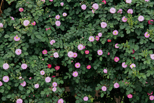 薔薇花開