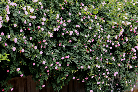 薔薇花開