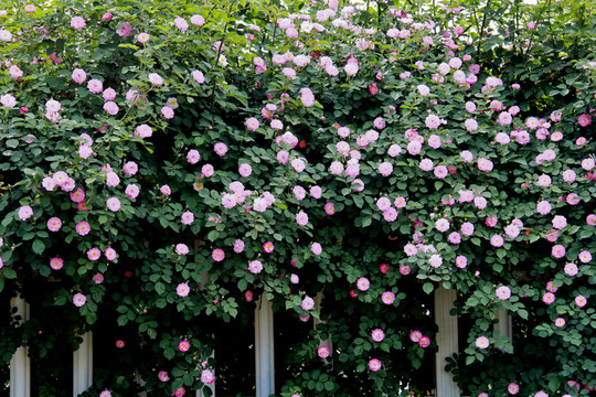 薔薇花開