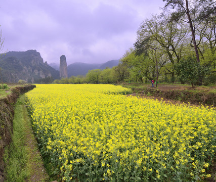 仙都油菜花