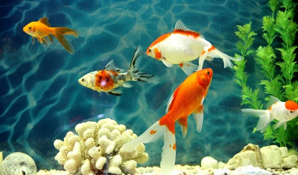 金魚 水族