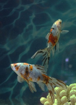 金魚 觀賞魚 水族