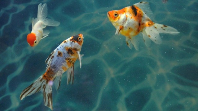 金魚 觀賞魚 水族