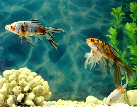 金魚 觀賞魚 水族