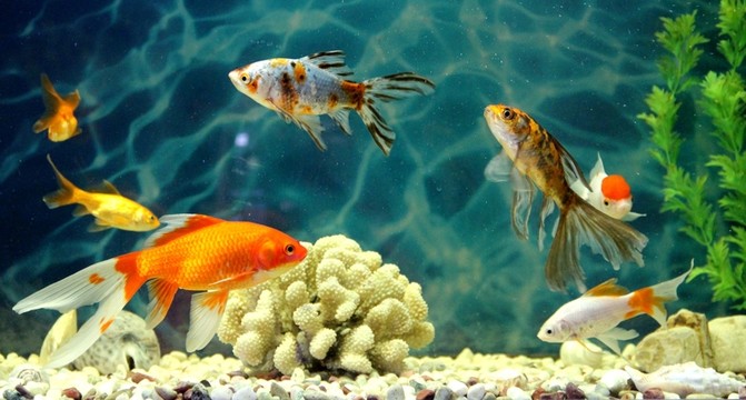 金魚 觀賞魚 水族