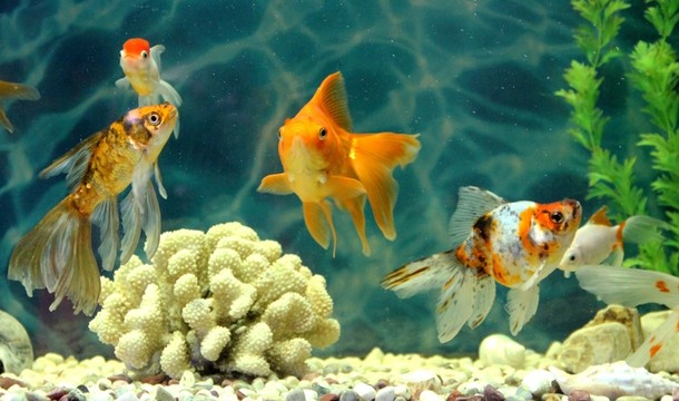 金魚 觀賞魚 水族