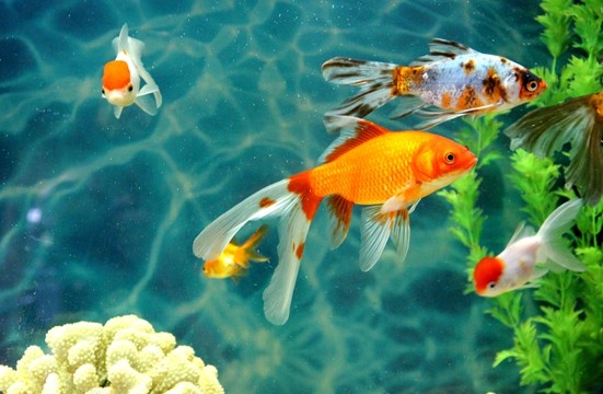 金魚 觀賞魚 珊瑚