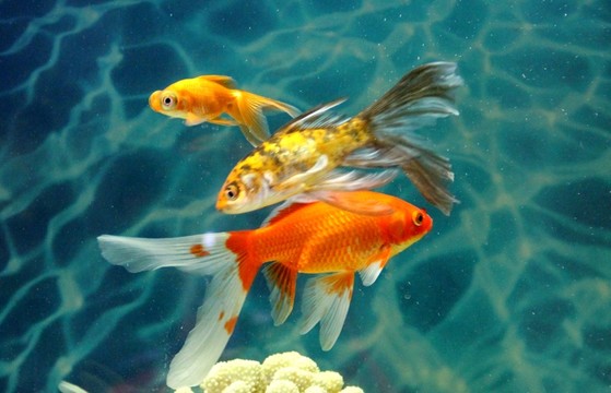 金魚 觀賞魚 水族