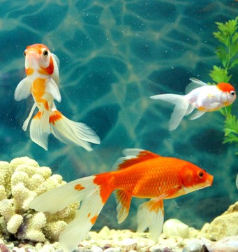 金魚 觀賞魚 水族