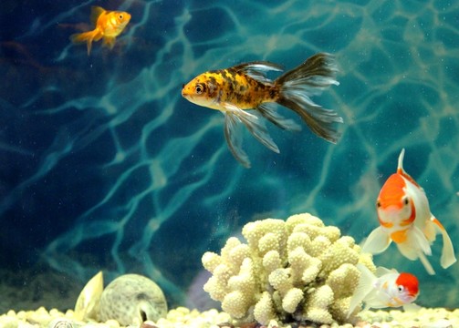 金魚 觀賞魚 水族