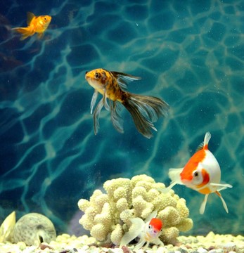 金魚 觀賞魚 水族