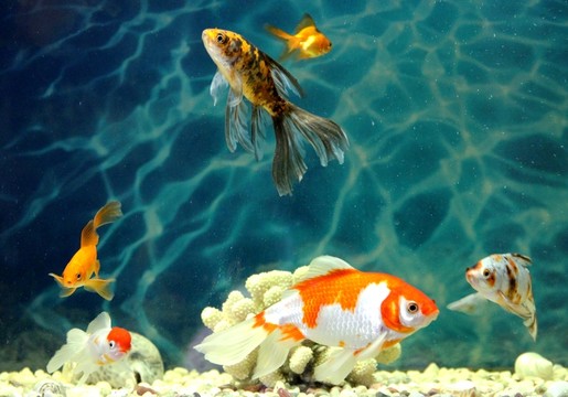 金魚 觀賞魚 水族