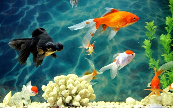 金魚 觀賞魚 水族