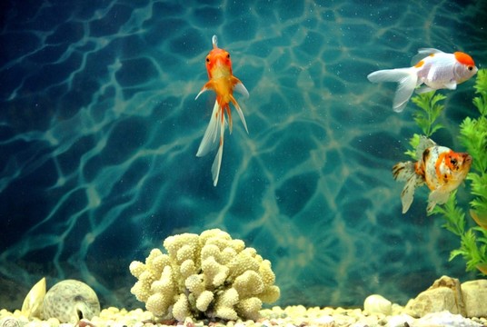 金魚(yú) 觀賞魚(yú) 水族