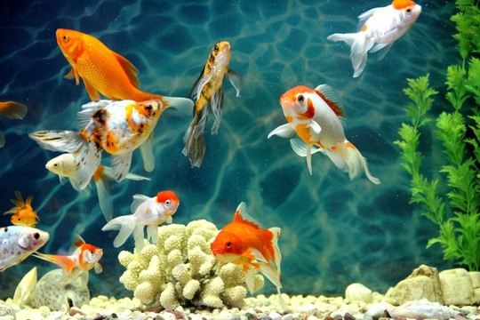 金魚 觀賞魚 珊瑚