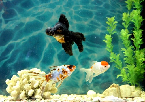 金魚 觀賞魚 水族