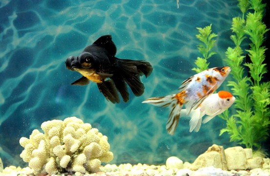 金魚 觀賞魚 水族