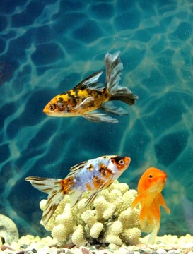 金魚 觀賞魚 水族