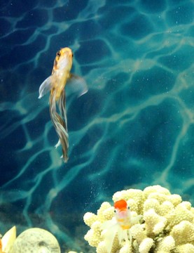 金魚 觀賞魚 水族