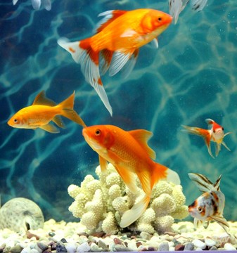 金魚 觀賞魚 水族