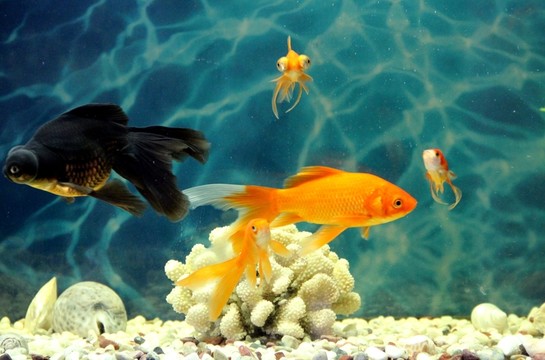 金魚 觀賞魚 水族