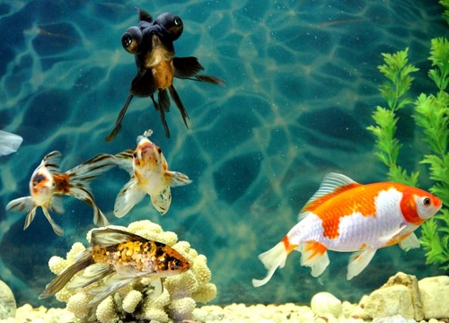 金魚 觀賞魚 水族