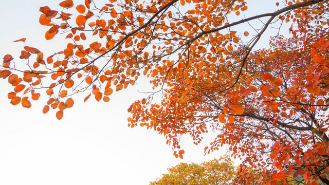 紅葉