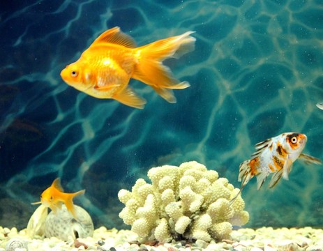 金魚 觀賞魚 水族