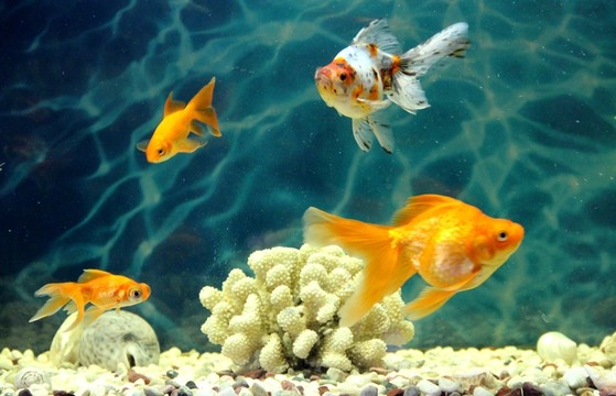 金魚 觀賞魚 水族