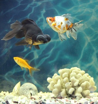 金魚 觀賞魚 水族