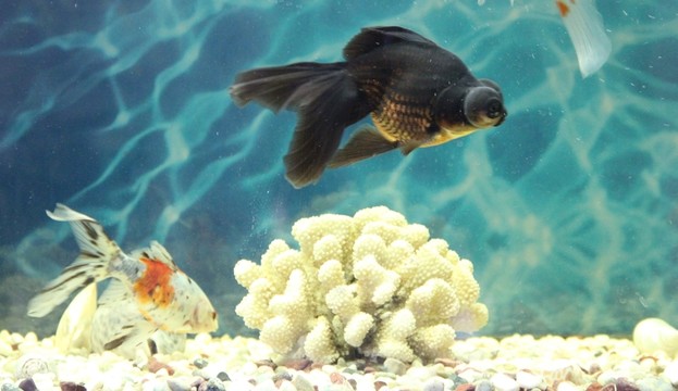 金魚 觀賞魚 水族