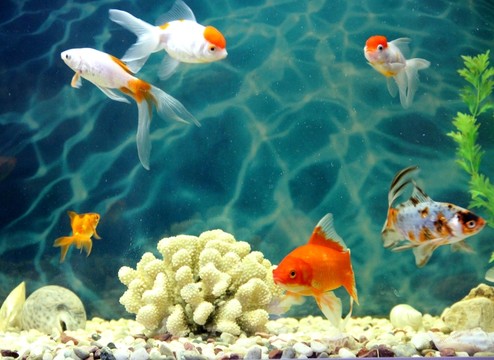 金魚(yú) 觀賞魚(yú) 水族