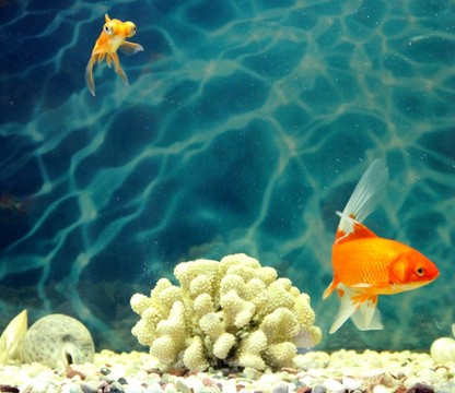 金魚 觀賞魚 水族