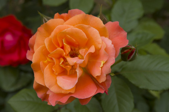玫瑰花