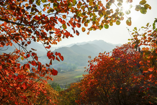 山鄉(xiāng)秋色