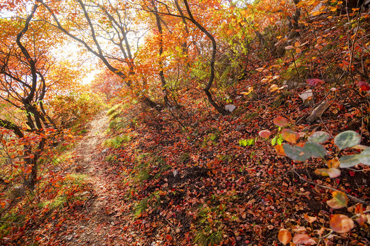 紅葉林