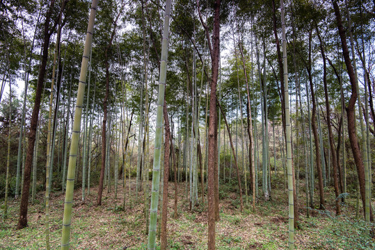 竹林