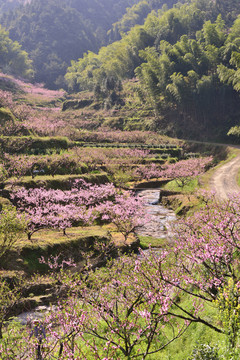山地桃花